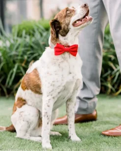 Ruby Dog Bow Tie (Made in the USA) (FINAL SALE)