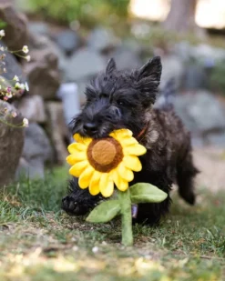 Sassy Sunflower Crinkly Squeaker Dog Toy