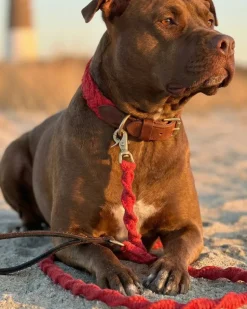 Seaside Cotton Woven Rope Dog Collar in Red