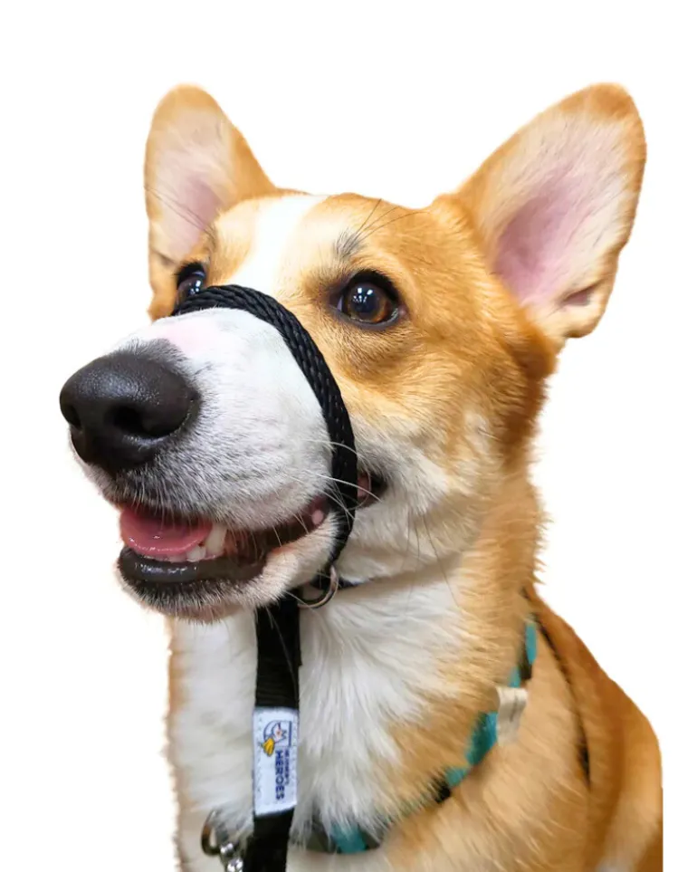 Sidekick Transitional No-Pull Leash