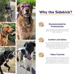Sidekick Transitional No-Pull Leash