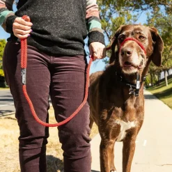 Sidekick Transitional No-Pull Leash