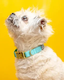 Side-Release Buckle Dog Collar in Aqua (Made in the USA) (FINAL SALE)