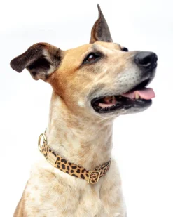 Side-Release Buckle Dog Collar in Leopard