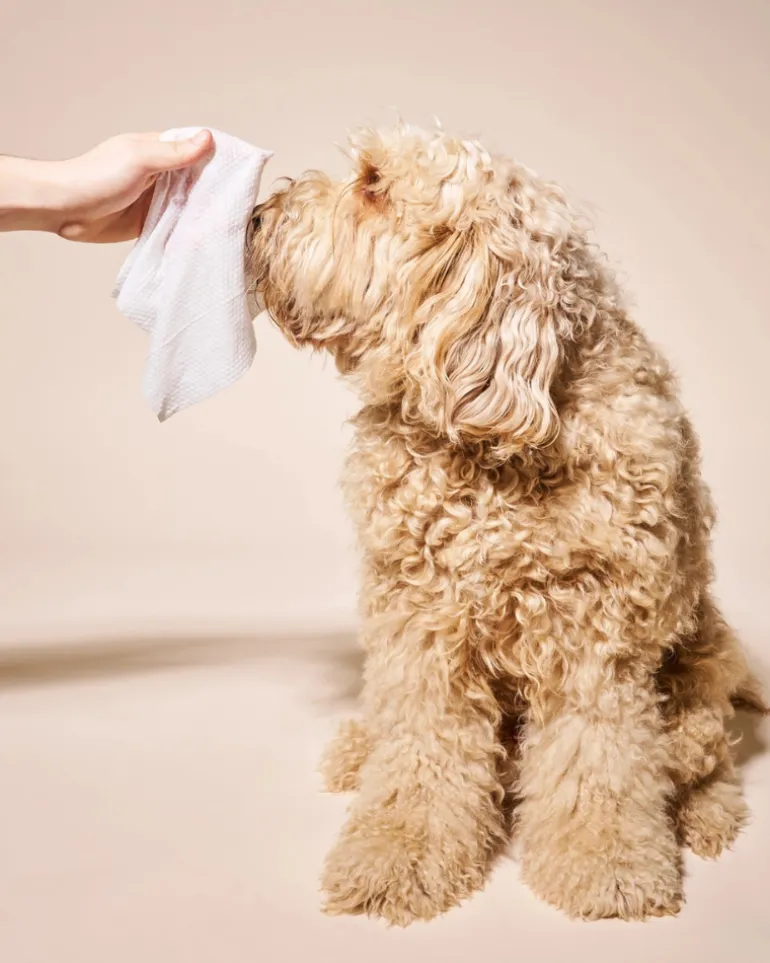 So Fresh, So Clean Prebiotic Dog Wipes