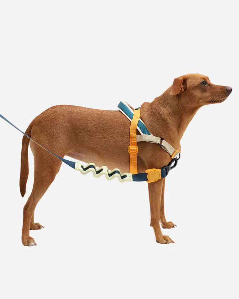 SofterWalk No-Pull Dog Harness in Voyage