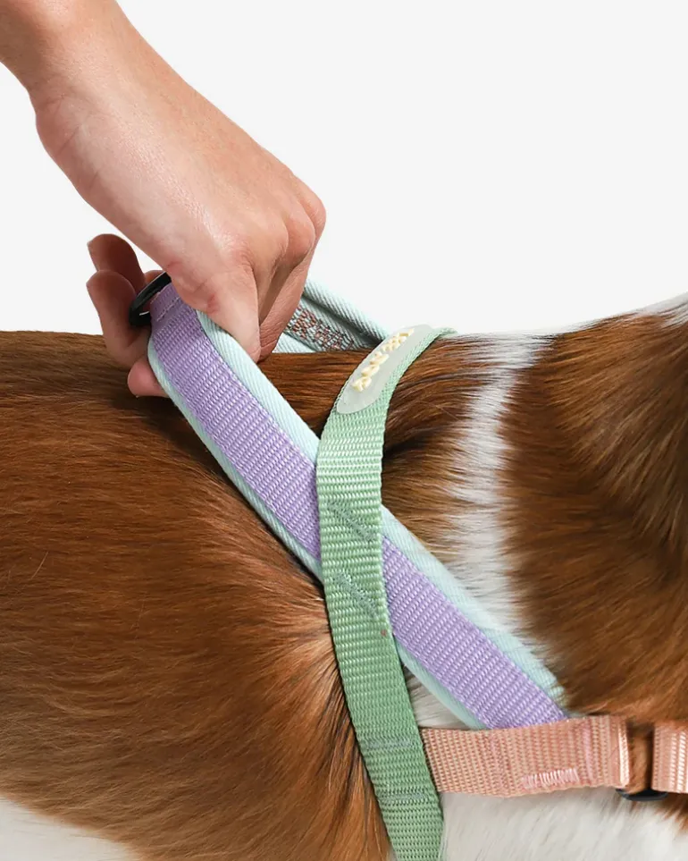 SofterWalk No-Pull Dog Harness in Peach