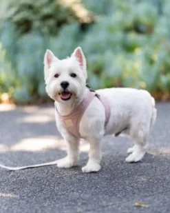 Soft Fabric Step-In Dog Harness in Blush