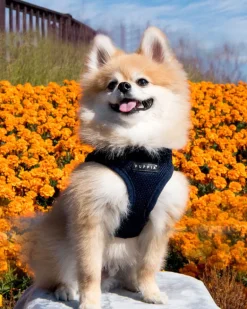 Soft Vest Dog Harness in Navy Blue