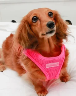 Soft Vest Dog Harness in Neon Pink