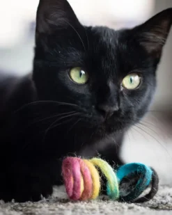 Spring Wool Cat Toy