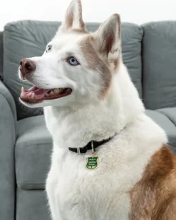 Squirrel Patrol Dog Collar Charm