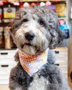 Stay Groovy Dog Bandana (Made in the USA) (FINAL SALE)