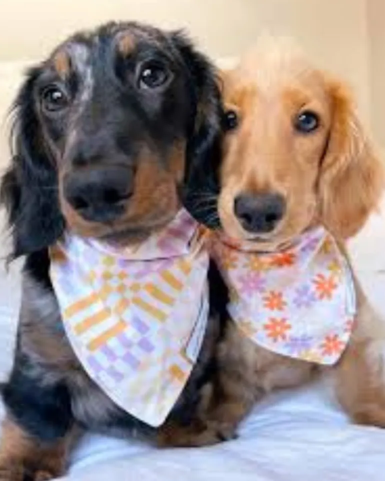 Stay Groovy Dog Bandana (Made in the USA) (FINAL SALE)
