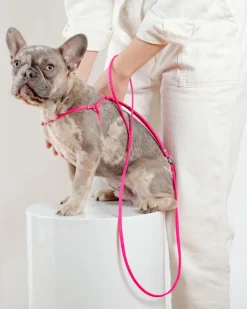 Step-In Adjustable Dog Harness in Neon Pink (Made in the USA)