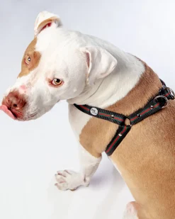 Step-In Dog Harness in Luxe Green & Red Stripe (Made in NYC)