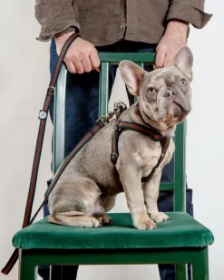 Step-In Dog Harness in Luxe Green & Red Stripe (Made in NYC)