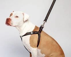 Step-In Dog Harness in Luxe Green & Red Stripe (Made in NYC)