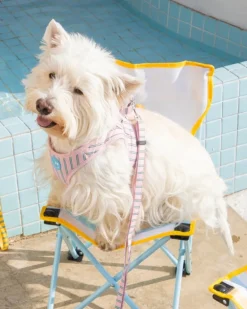 Stripe Daisy Dog Harness