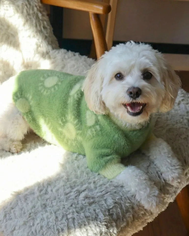 Sunny Day Soft Cloud Dog Sweater (FINAL SALE)