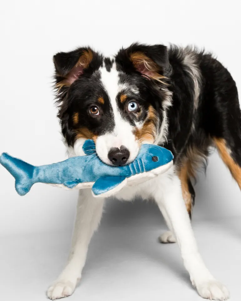 Tank the Shark Plush Squeaky Dog Toy