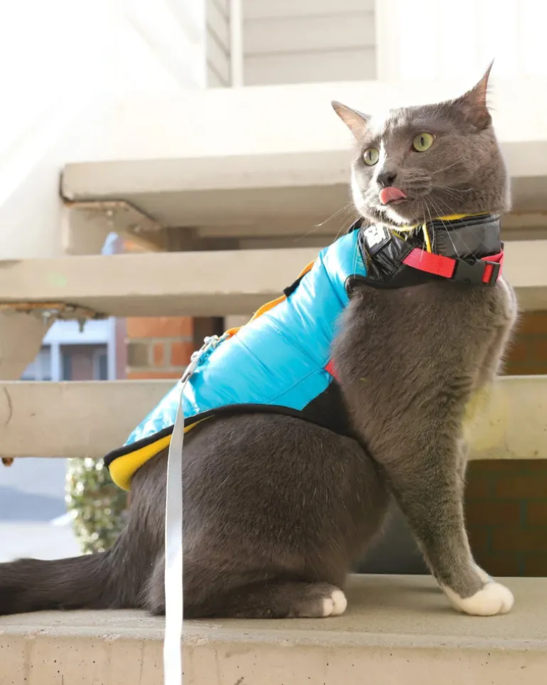 "The Catagonia" Water-Resistant Harness Puffer Jacket for Cats