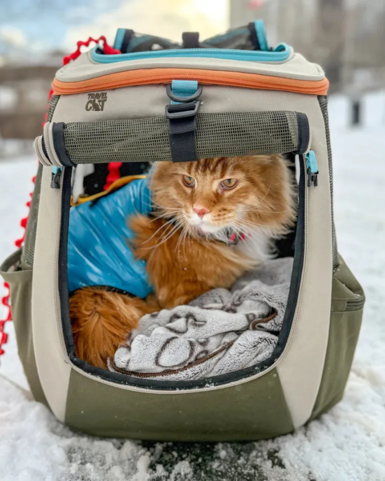 "The Catagonia" Water-Resistant Harness Puffer Jacket for Cats