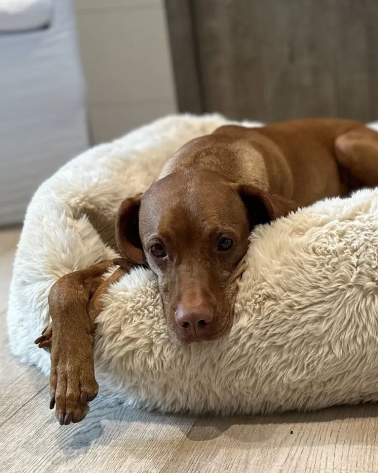 The Franklin Dog Bed in Fluffernutter (Direct-Ship)