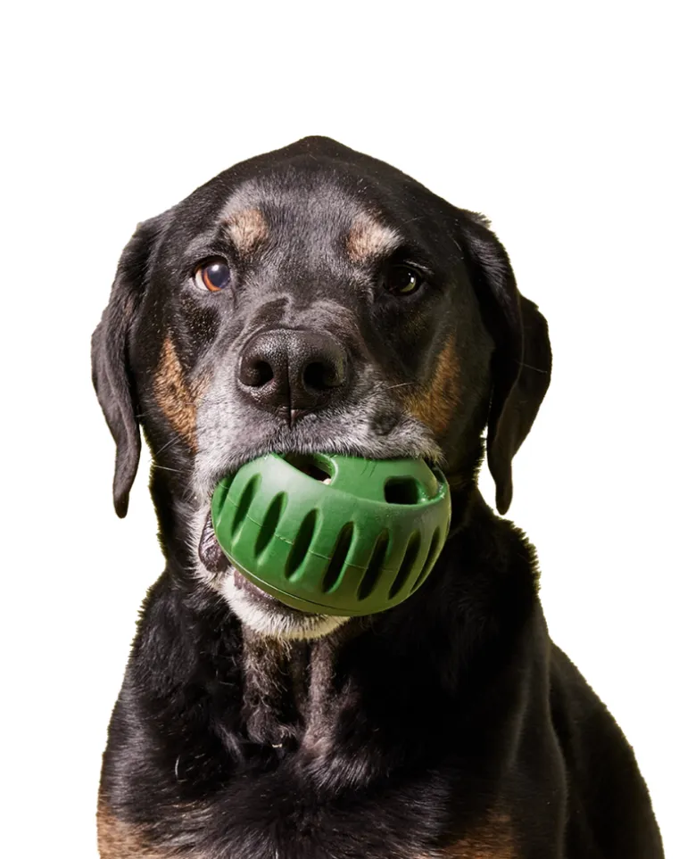 The Pupsicle Enrichment Dog Toy