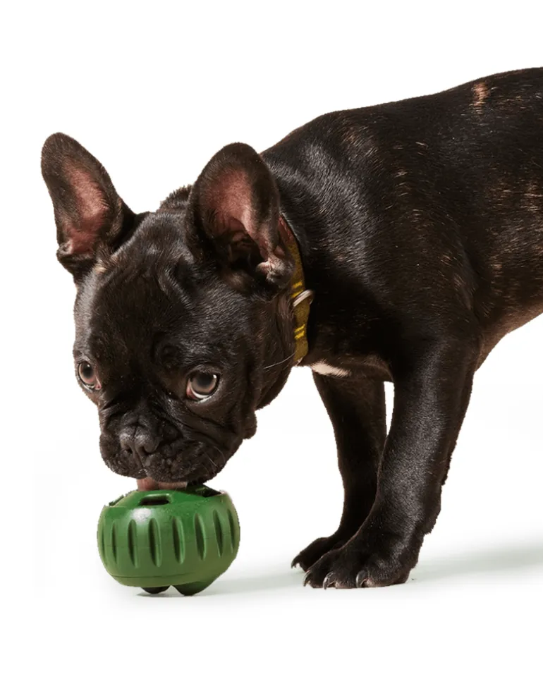 The Pupsicle Enrichment Dog Toy