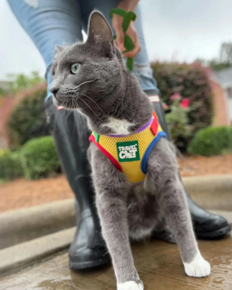 "The True Adventurer" Reflective Cat & Kitten Harness and Leash in Multicolor