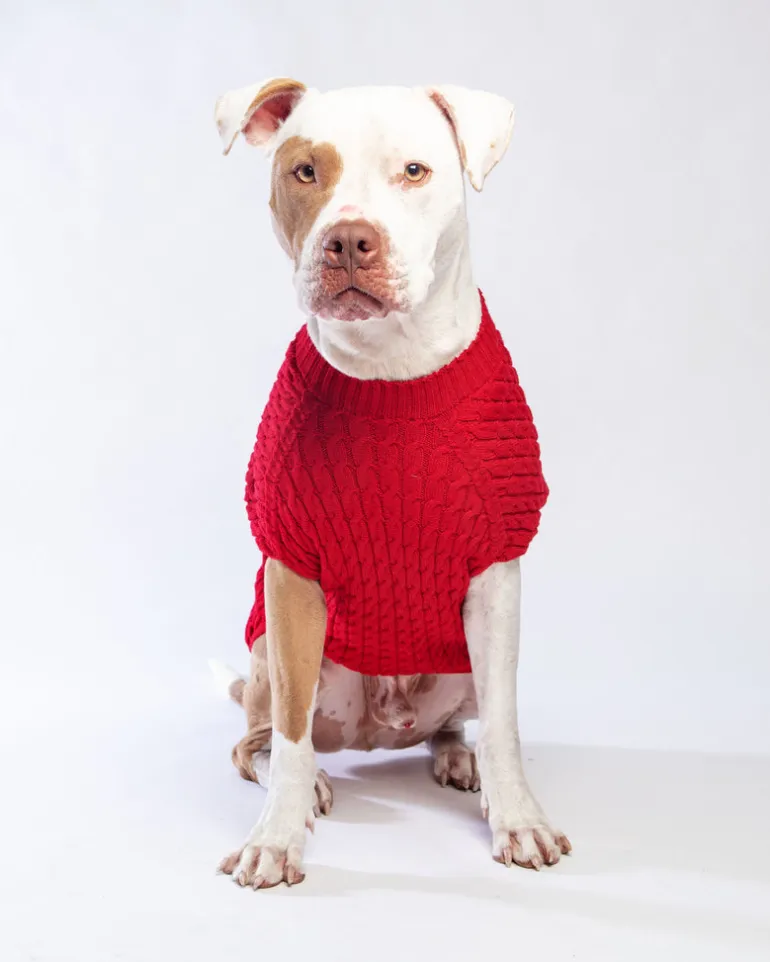 The Uptown Cable Knit Sweater in Red Cotton (Made in NYC)