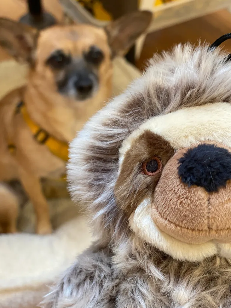 Tico the Sloth Squeaky Plush Dog Toy
