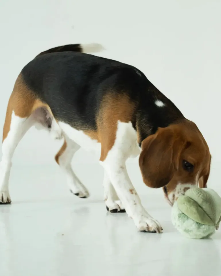 Toto Silent Interactive Snuffle Ball