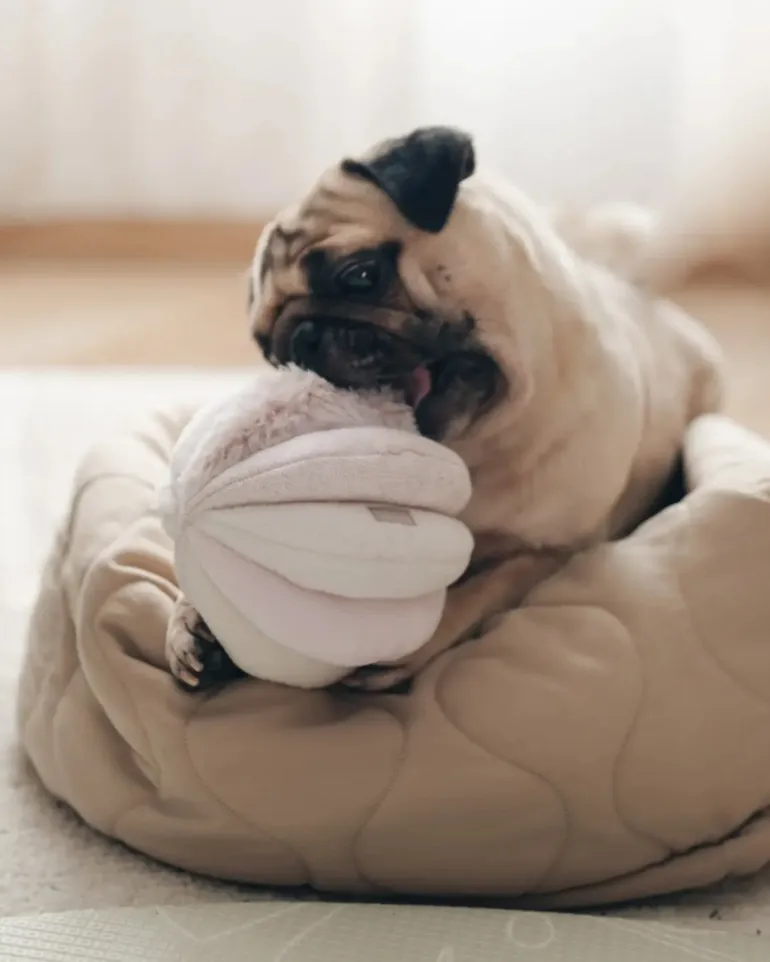 Toto Squeaky Interactive Snuffle Ball