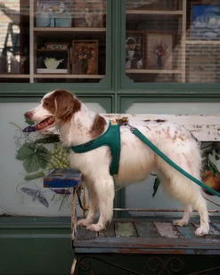 Town Slip-On Dog Harness