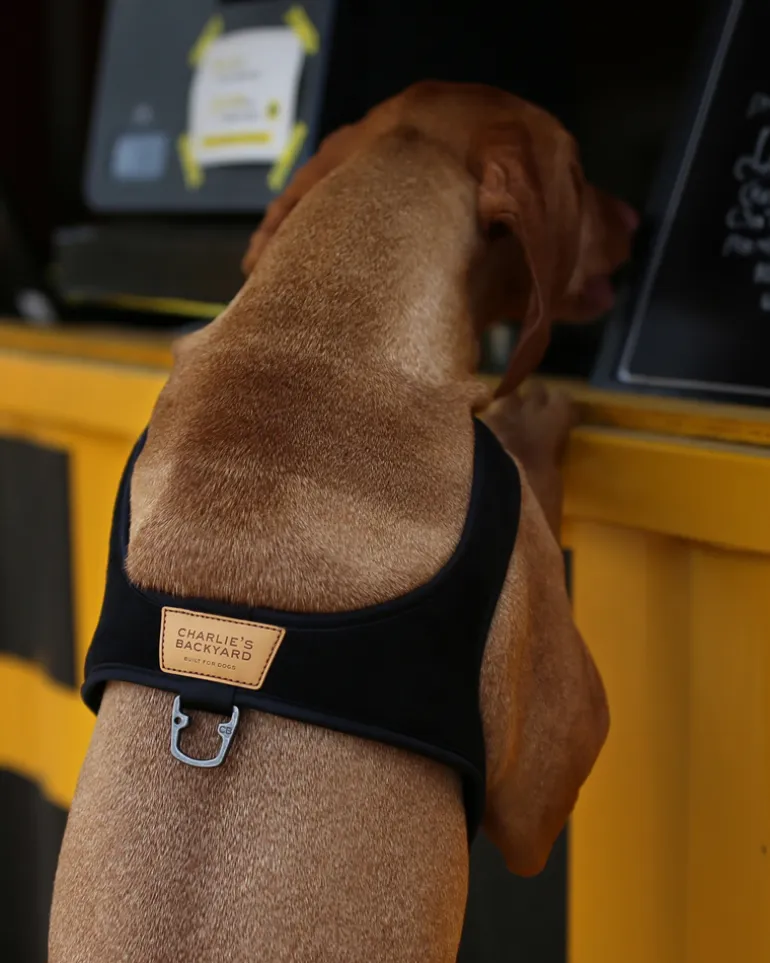 Town Slip-On Dog Harness