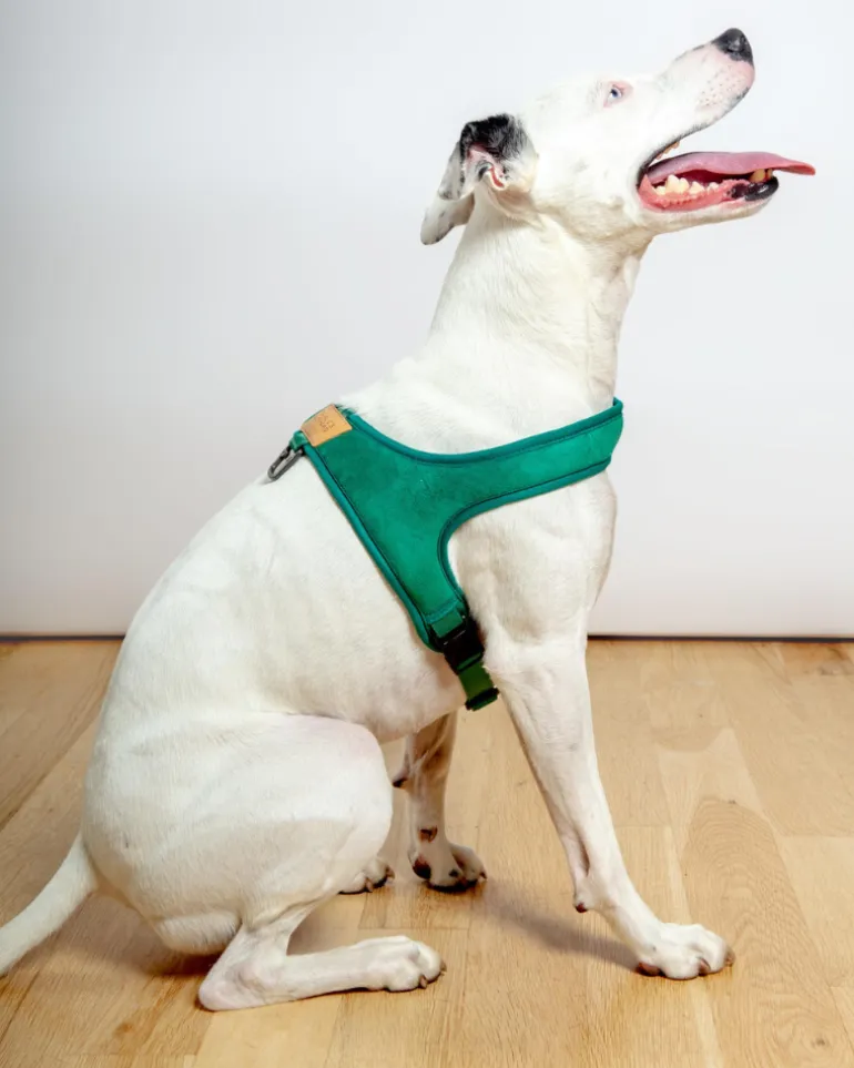 Town Slip-On Dog Harness