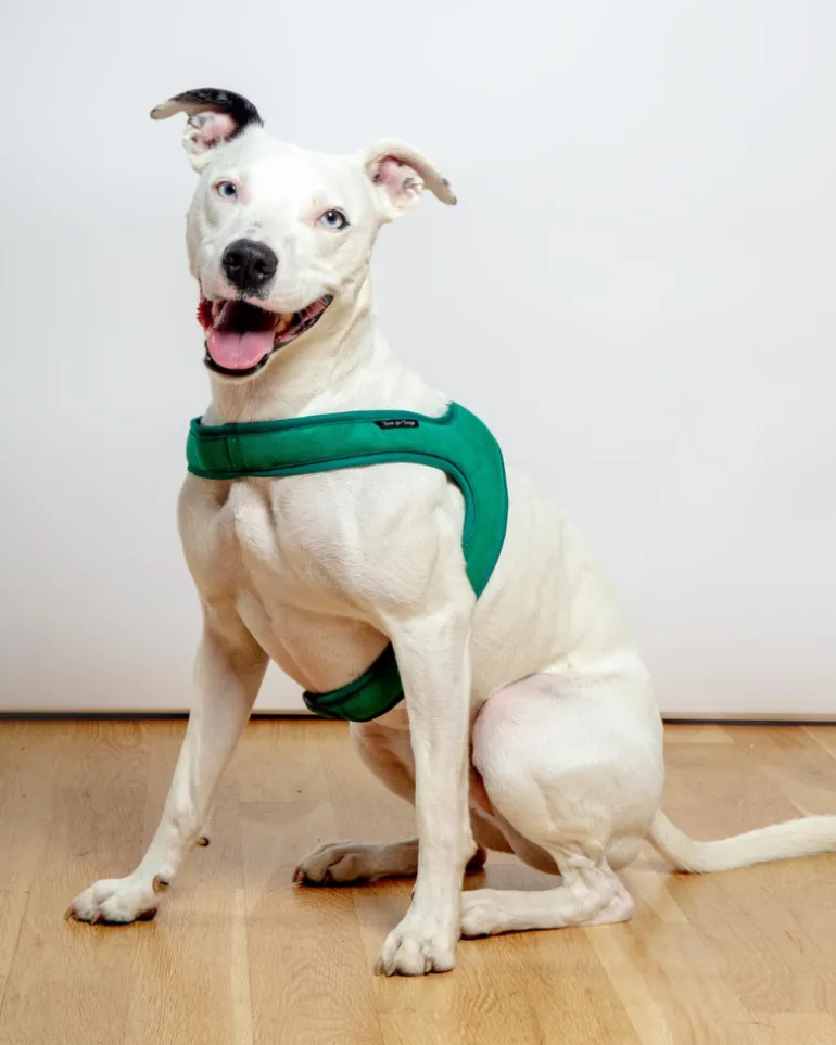 Town Slip-On Dog Harness