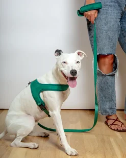 Town Slip-On Dog Harness