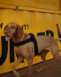 Town Slip-On Dog Harness