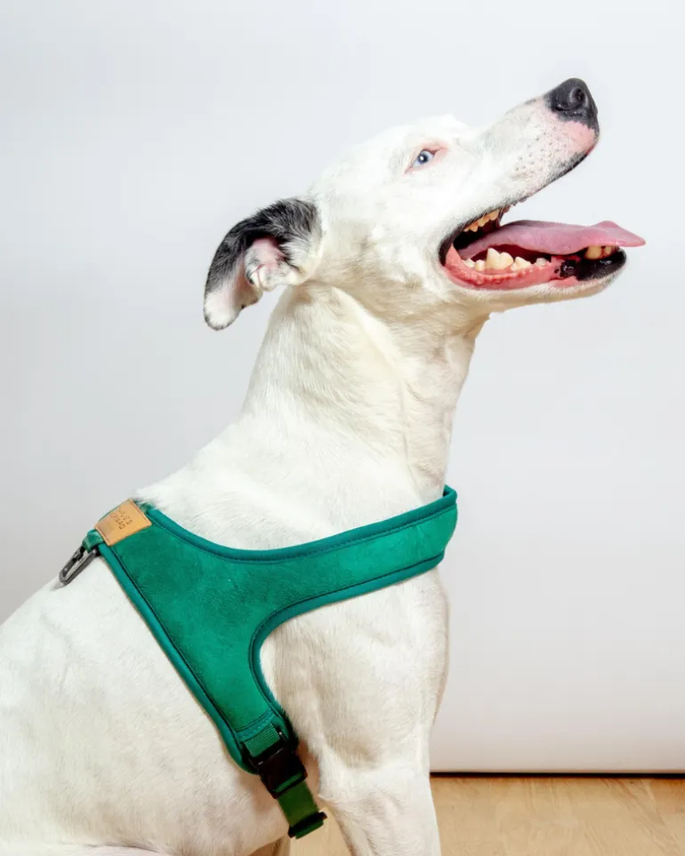 Town Slip-On Dog Harness
