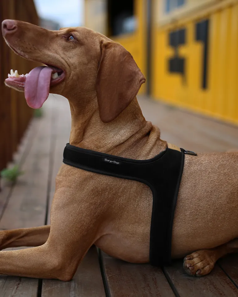 Town Slip-On Dog Harness
