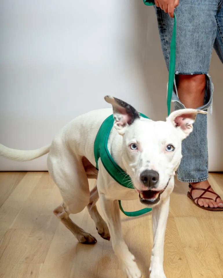 Town Slip-On Dog Harness