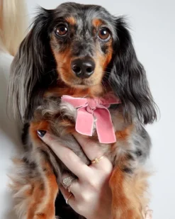 Velvet Dog Bow Collar Set in Petal Pink (Made in the USA)