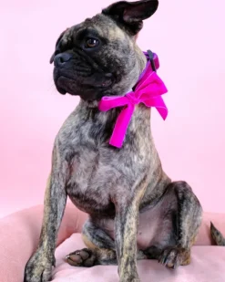 Velvet Dog Collar Bow in Zoe Pink (Made in the USA)