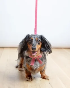 Velvet Dog Leash Primrose Pink (Made in the USA) (FINAL SALE
