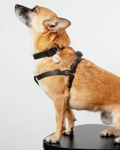 Walk in the Park Waterproof Dog Harness in Black (Made in the USA)