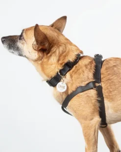 Walk in the Park Waterproof Dog Harness in Black (Made in the USA)
