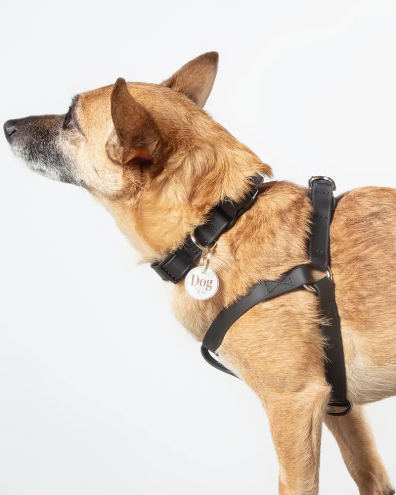 Walk in the Park Waterproof Dog Harness in Black (Made in the USA)